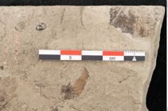 Foto (Detailansicht) von Tilia platyphyllos Scopoli (NHMW-GEO-2024-0188-15019)